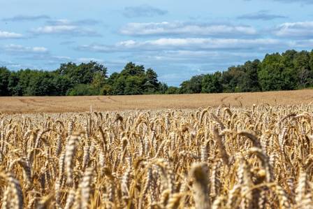 Wheat Landscapes: The Allure and Importance of Golden Fields