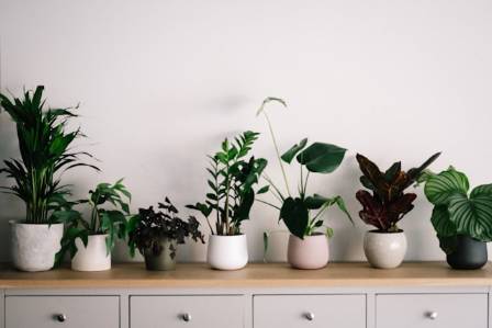 What Are The 10 Best Houseplants?