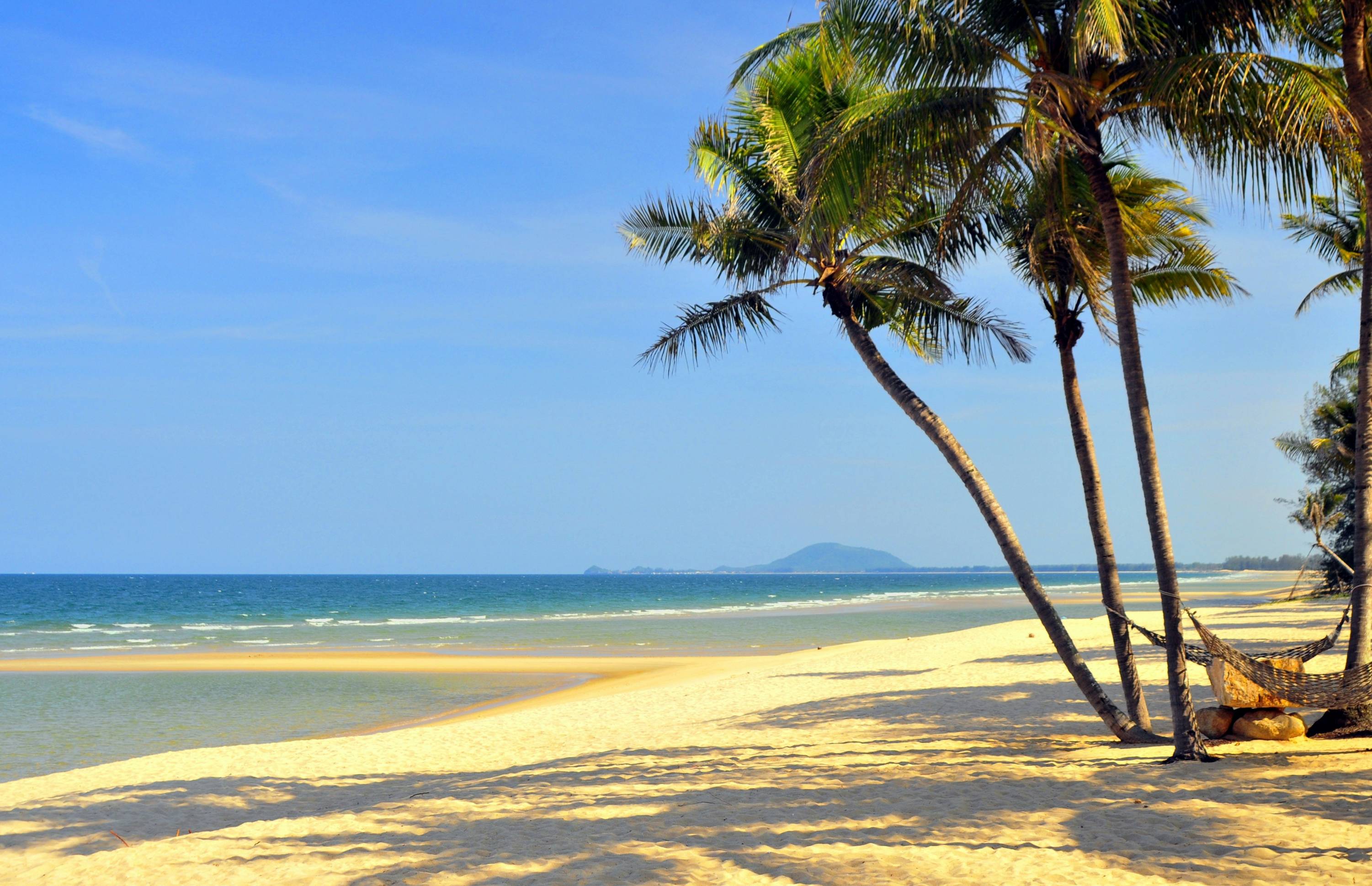 palm tree on beach shore during daytime