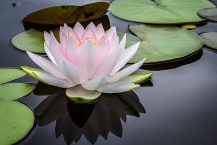 The Lotus Flower - A symbol of beauty and transformation