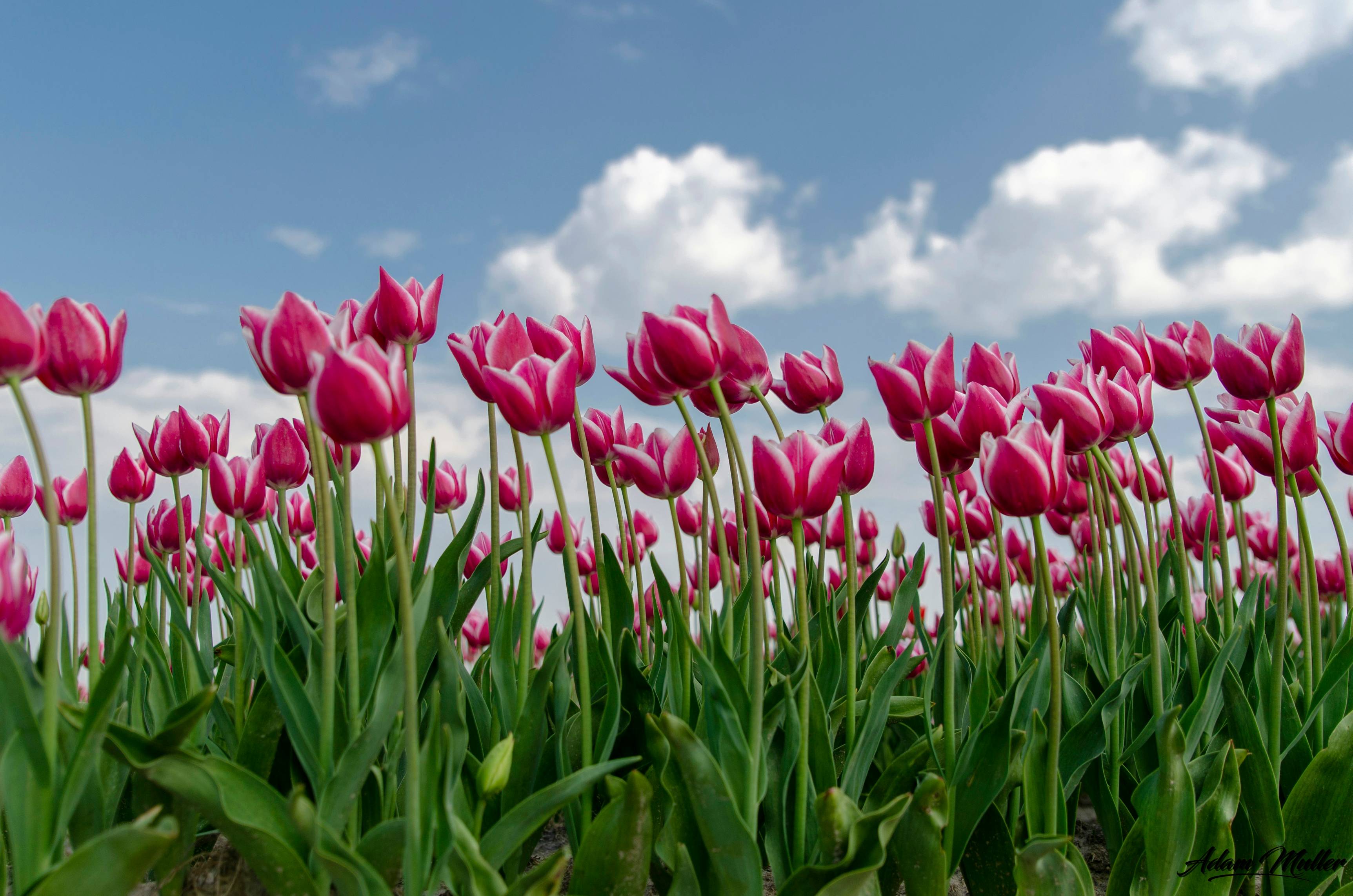 pink tulip flowers at daytime