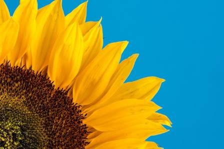 8 Fascinating Sunflower Facts