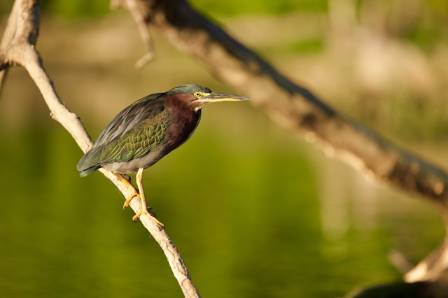 Marine Life Spotlight: The Versatile Green Heron