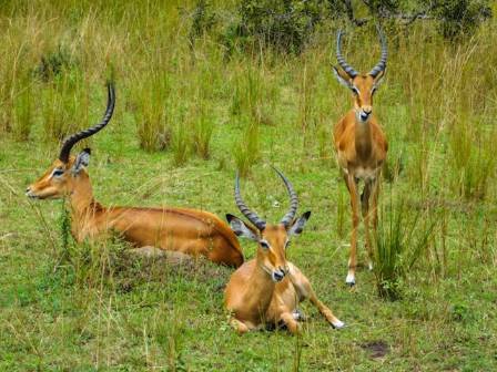 Pronghorn: Racers on the Great Plains