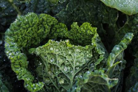 9 Incredible Health Benefits of Kale