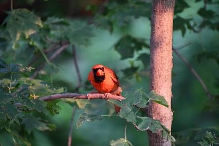 21 Most Colorful Birds: Nature’s Vibrant Masterpieces