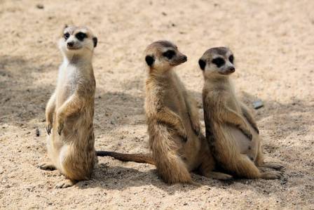 The Invisible Perfume Factory Hidden Inside Every Meerkat