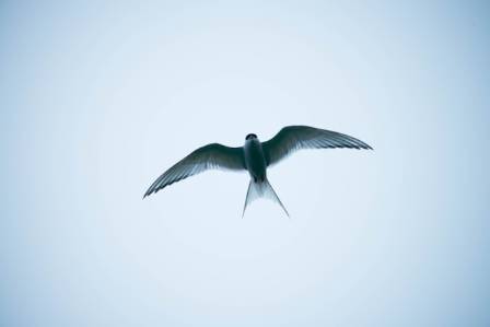 Twenty One Fascinating Secrets You Should Know About Wild Swallows