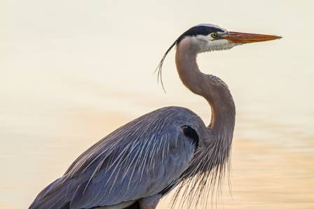 Great Blue Heron (Ardea herodias) — Summary