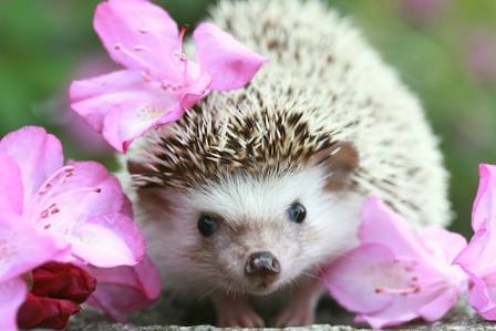 Hedgehogs Make Cute but Challenging Pets