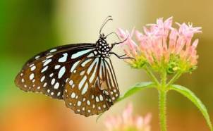 SYMBIOTIC HARMONY: PLANT-INSECT MUTUALISM