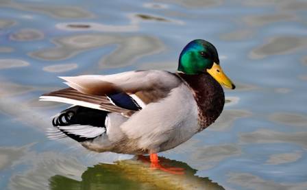 What Are Ducks?