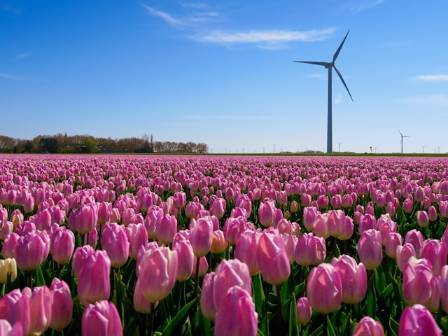 Tulip Wonderland of the Netherlands