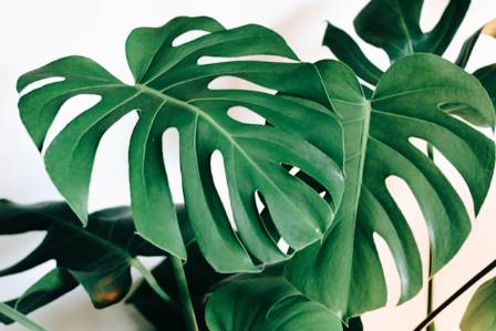 How To Care For The Monstera Deliciosa