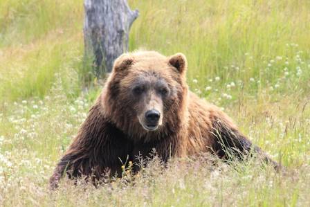 The Most Majestic: Discovering the Largest Brown Bear Ever Recorded