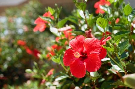 Successful Methods for Growing Beautiful Hibiscus