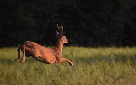 The 7 Most Fascinating Secrets of the Roe Deer: Nature's Master of Survival