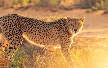 Top Fascinating Cheetah Facts