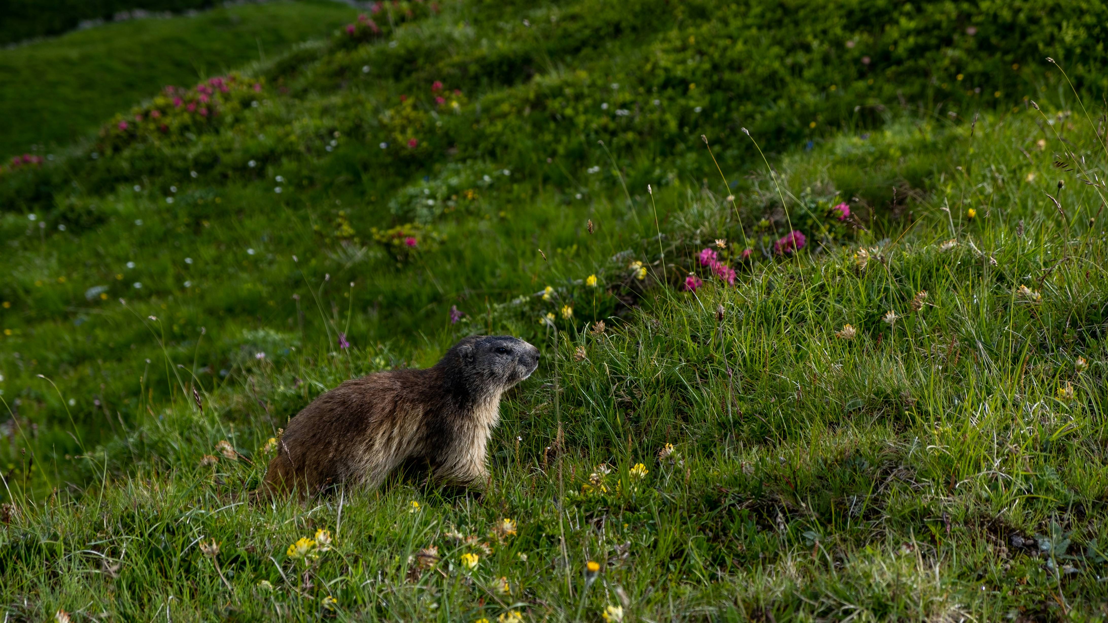 brown and white rodent on green grass during daytime
