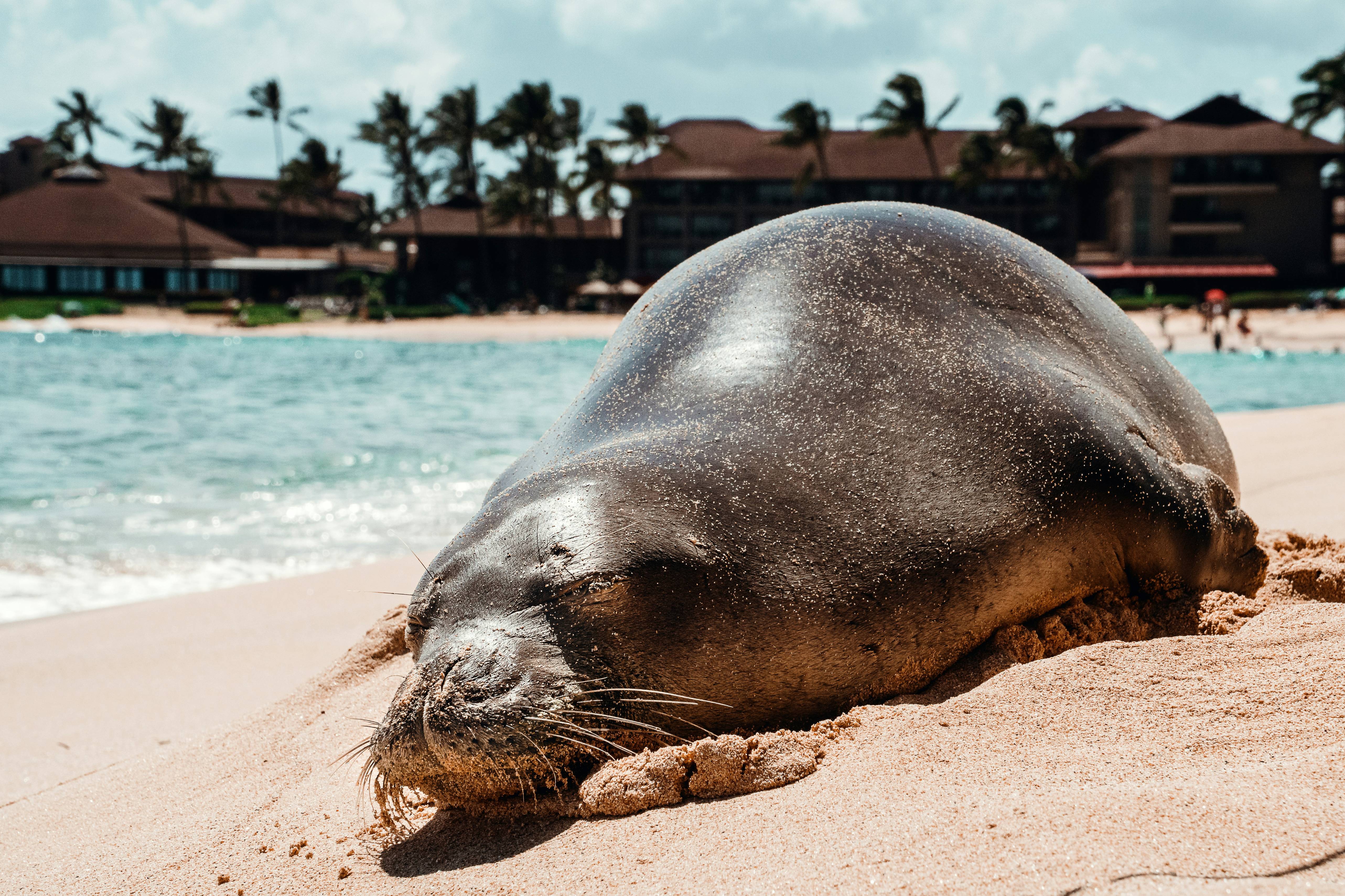 black seal lying on sand