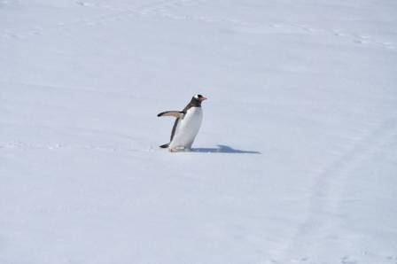 Why Penguins Are the Best: 14 Reasons