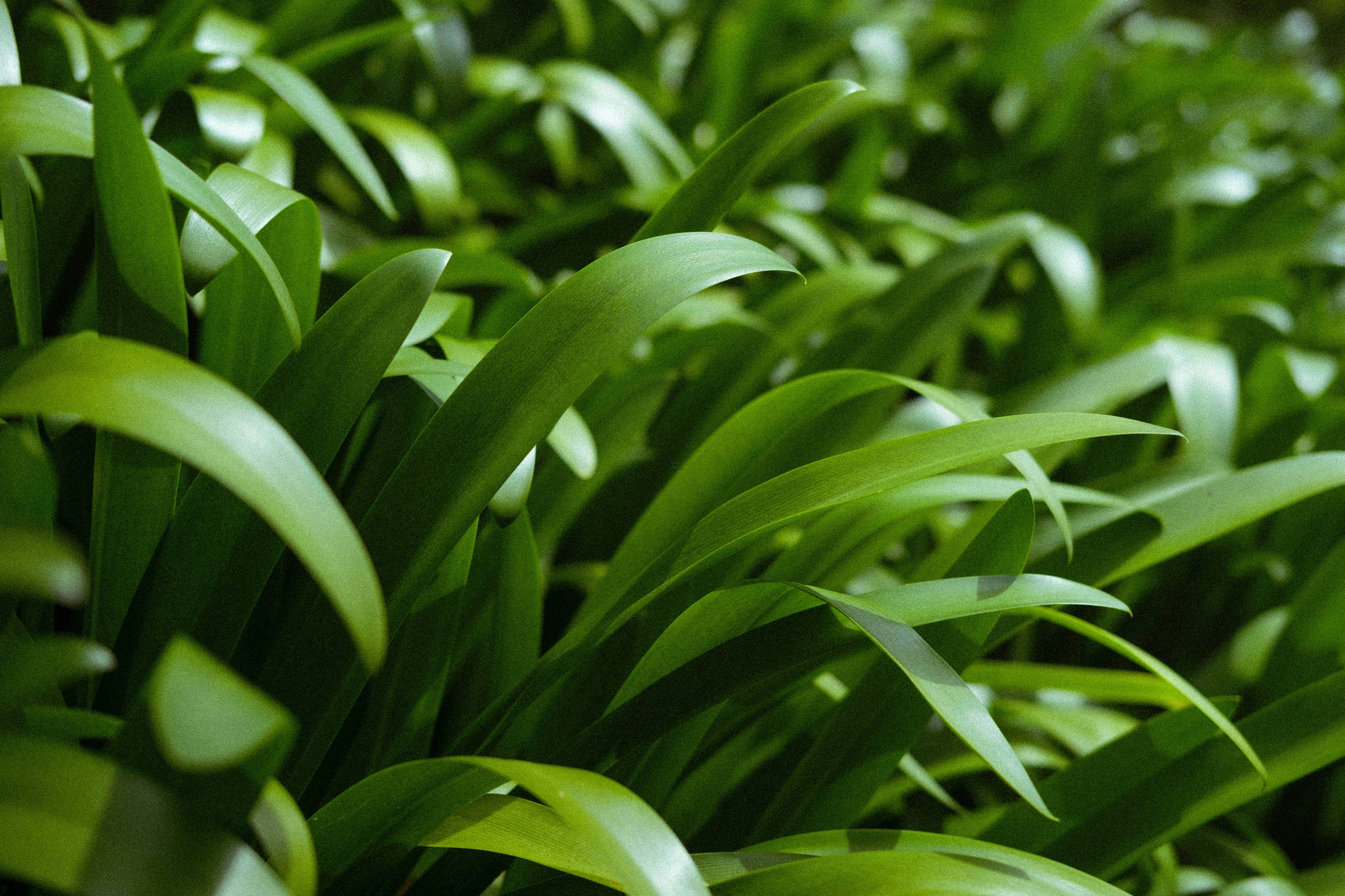 a close up of some green plants in a field