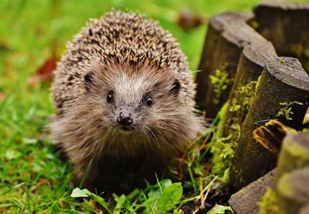 Top 10 Fascinating Facts About Hedgehogs
