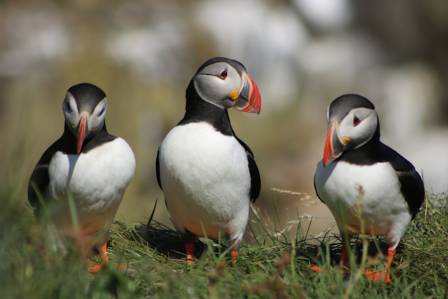 Atlantic Puffins: Colorful Mariners of the North Atlantic