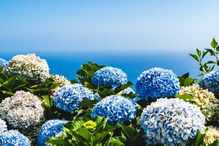 How to Grow and Care for Hydrangeas