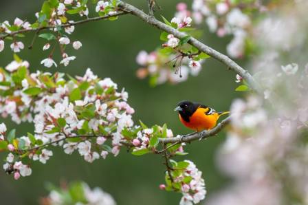 8 Types of Orioles to Spot Across the United States