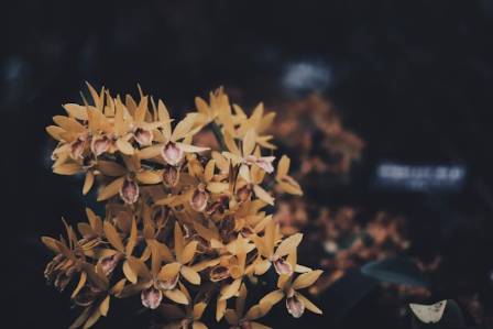 Kopsia Plant Care Guide
