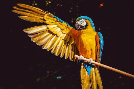 Incredible and Fascinating Facts About Parrots That Will Surprise You