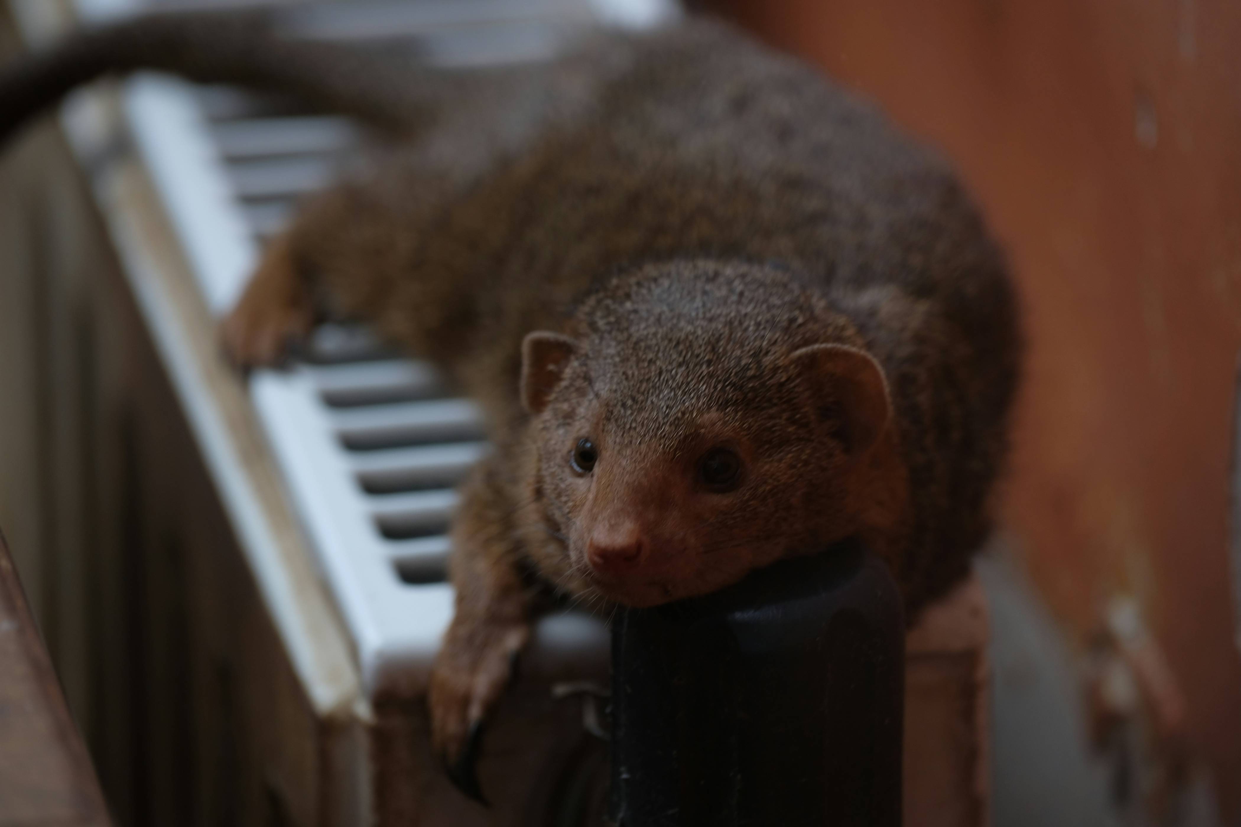 a small animal sitting on top of a piano