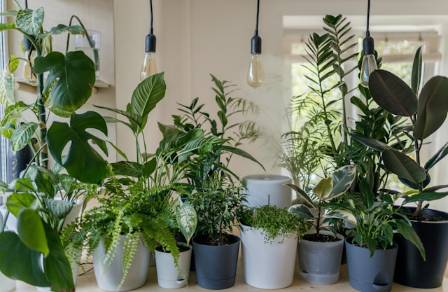 The Indoor Eden: A Complete Guide to Thriving Houseplants