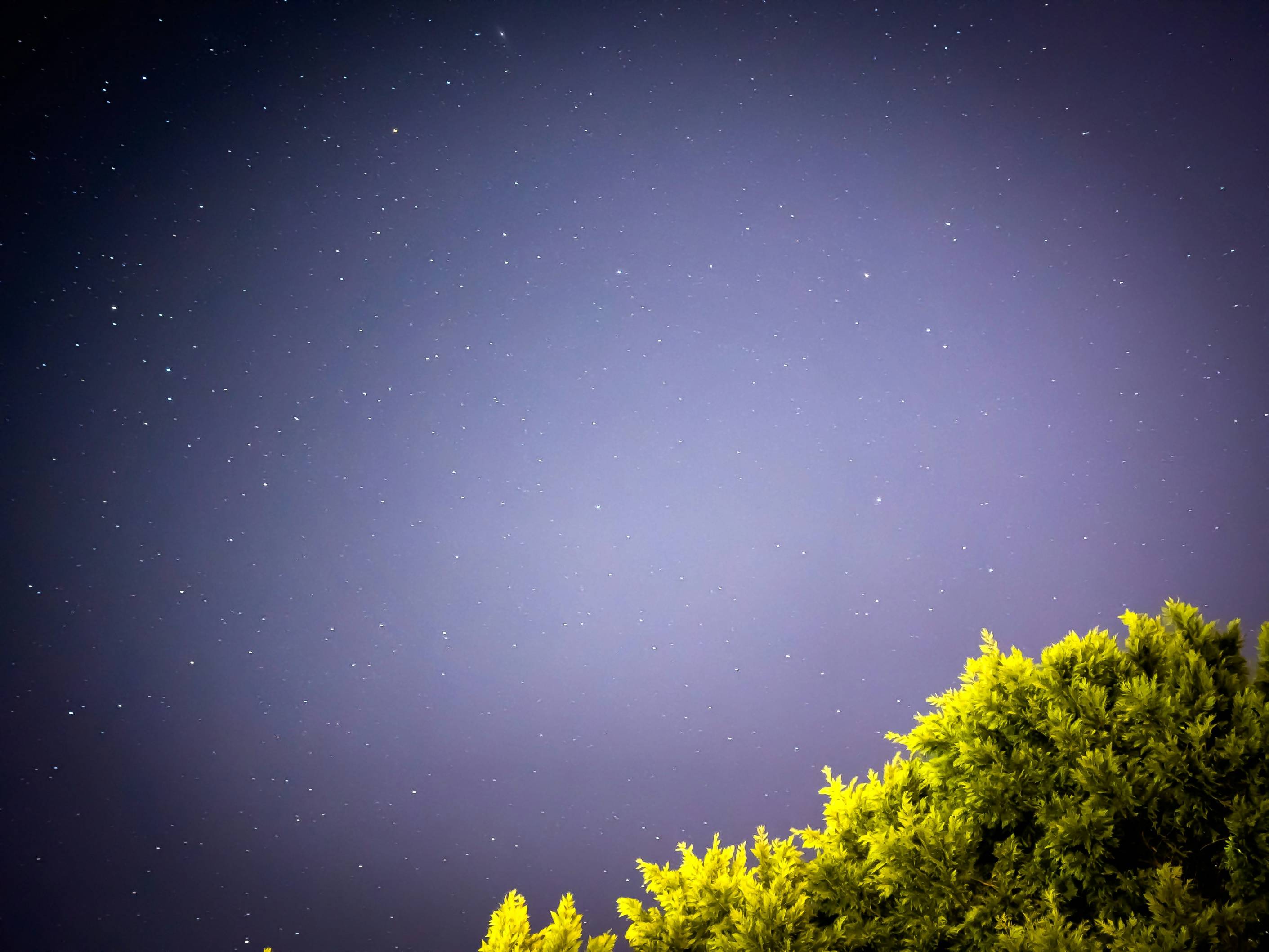 the night sky is full of stars and trees