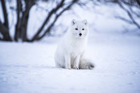 The Arctic Fox: Master of Survival in the Arctic Tundra