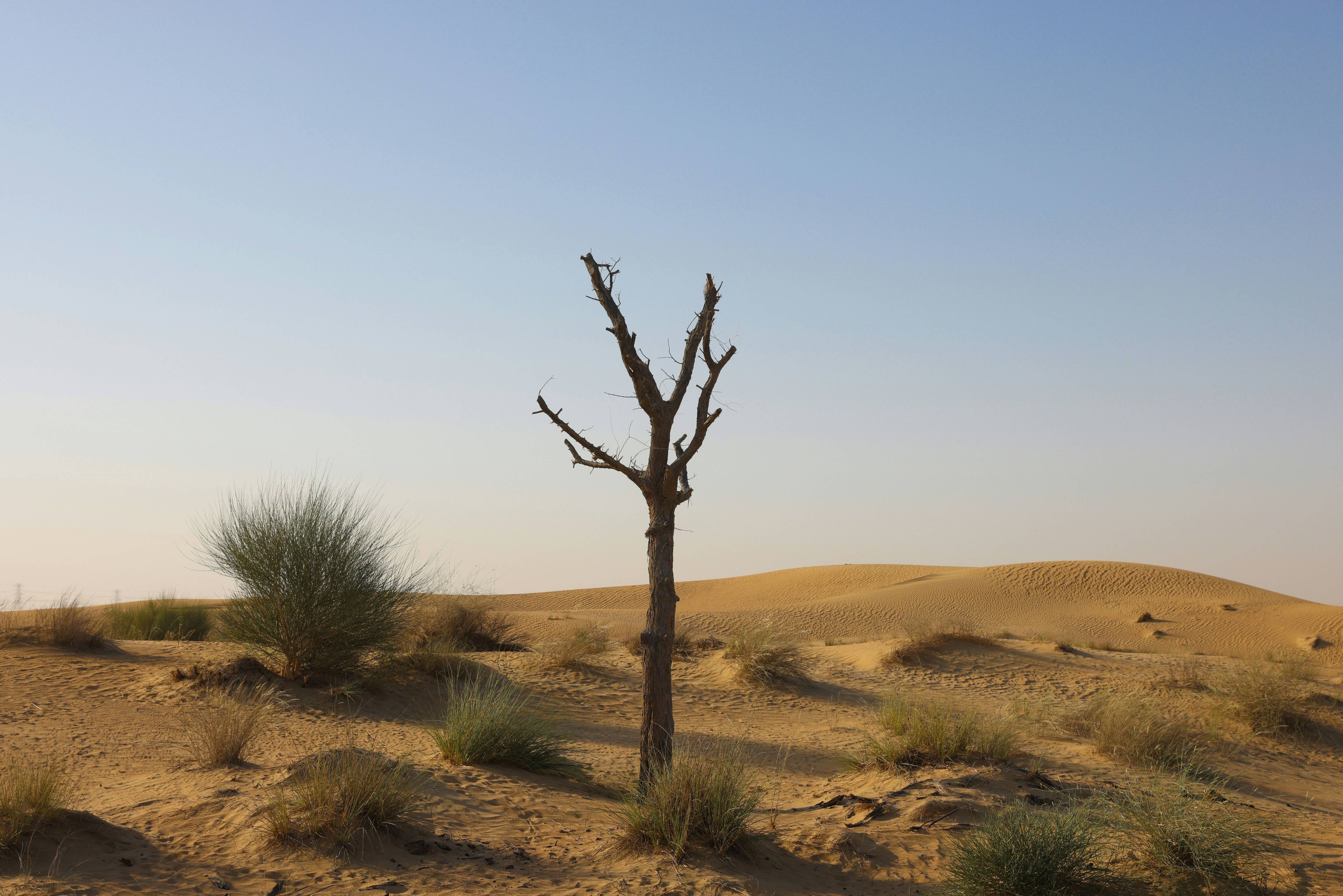 a bare tree in the middle of a desert