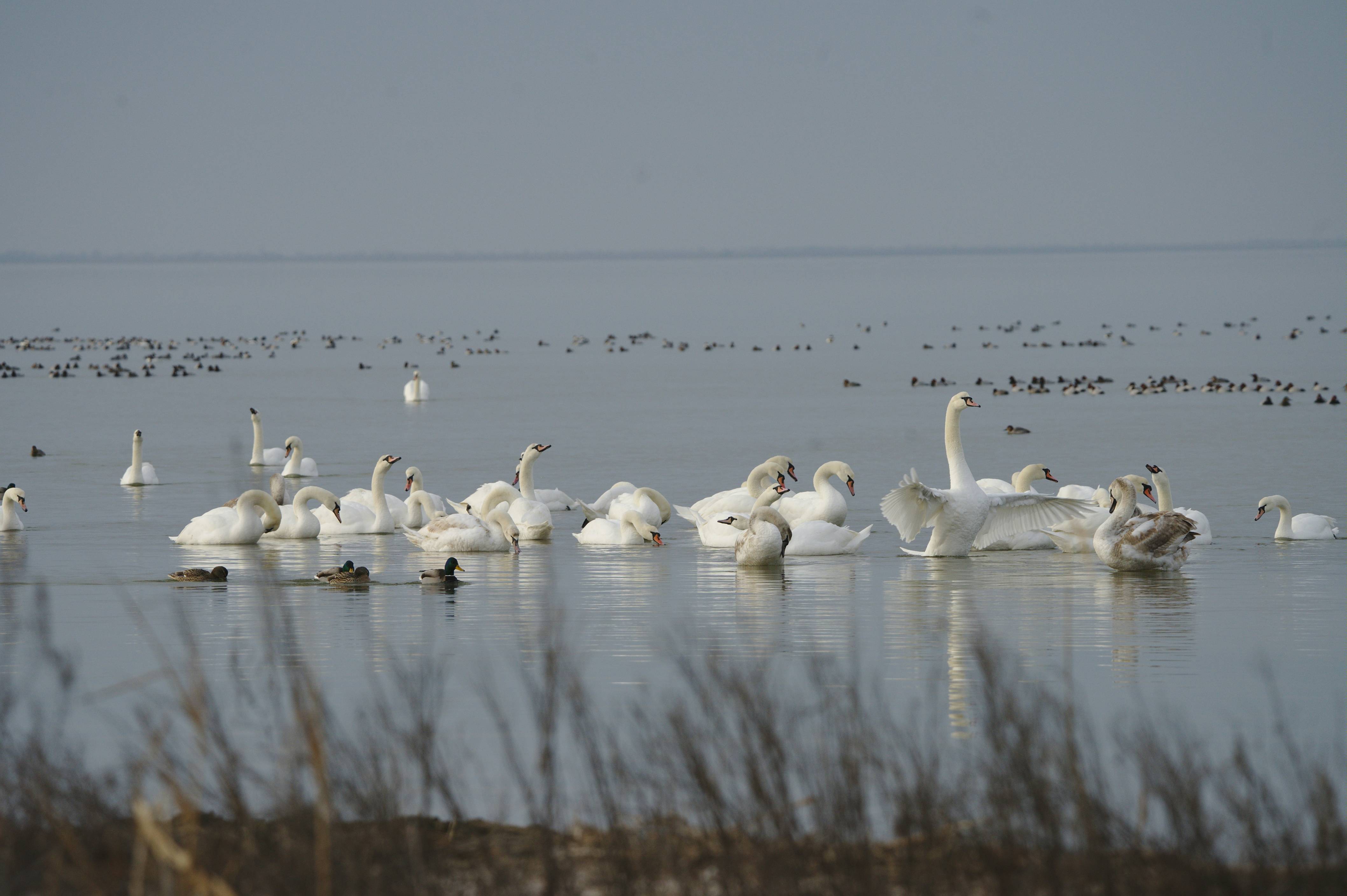 a flock of swans swimming on top of a lake