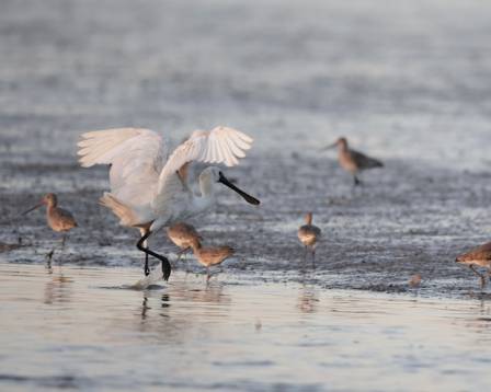 Ten Intriguing Truths Regarding the Roseate Spoonbill